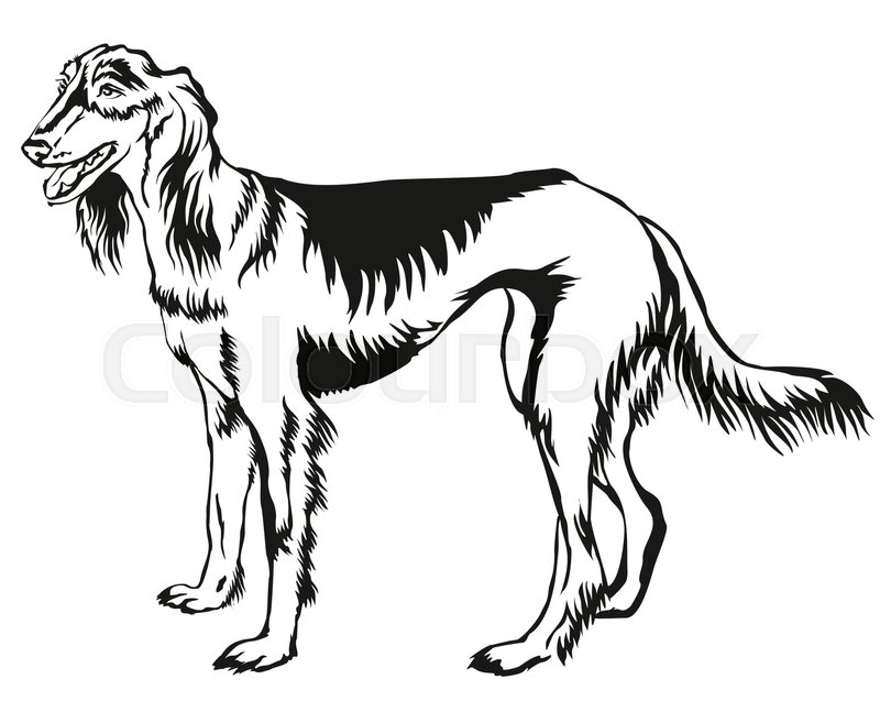 Whippet Vector