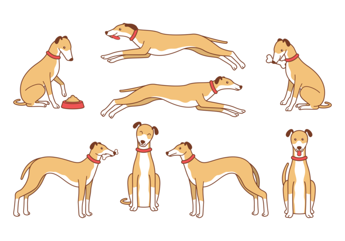 700x490 Whippet Cartoon Vector