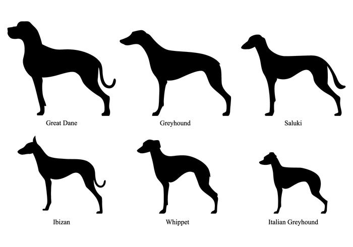 700x490 Whippet Silhouettes