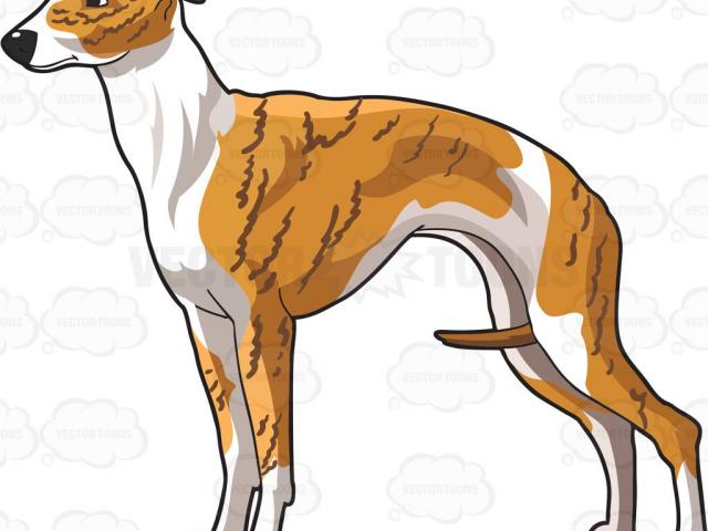 640x480 Whippet Vector