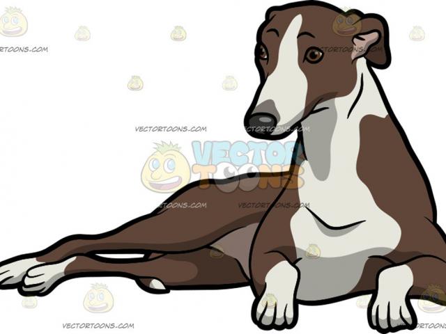 640x480 Whippet Vector