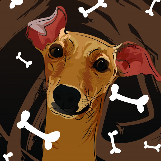 626x626 Whippet Vectors, Photos And Free Download