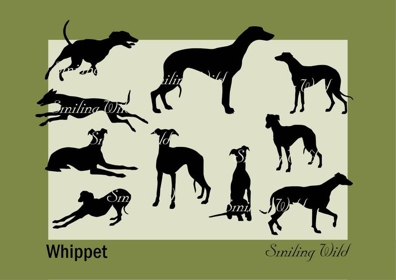794x562 Whippet Vector Graphic Art Silhouette Printable Png Etsy