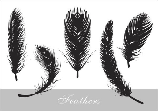 Feather Free Vector Download 522x368 Feather Free Vector Download