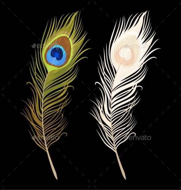Vector Illustration Of Green And White Peacock Feathers Peacock 590x620 Vector Illustration Of Green And White Peacock Feathers Peacock
