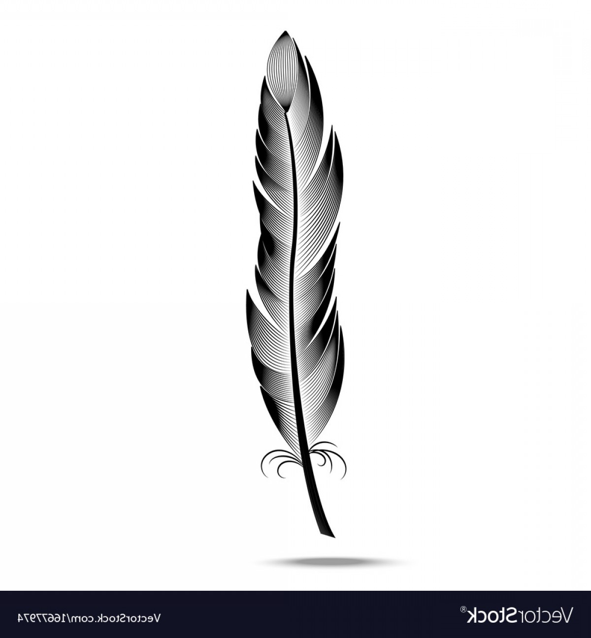 White Feather Vector at Vectorified.com | Collection of White Feather ...