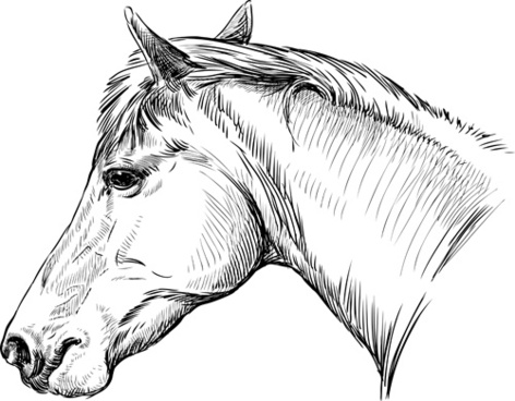 472x368 Horse Free Vector Download