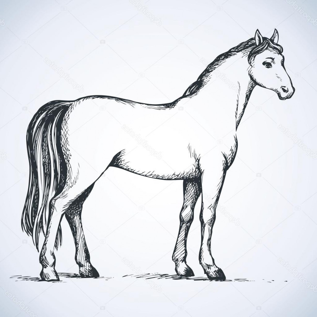 1228x1228 White Horse Vector Soidergi