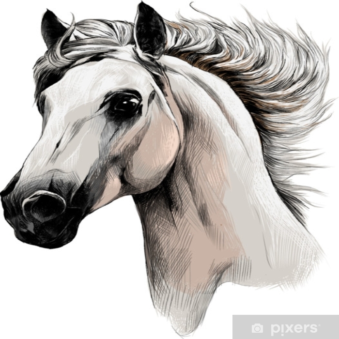 700x700 The White Horse Head Profile Sketch Vector Chart Color Picture