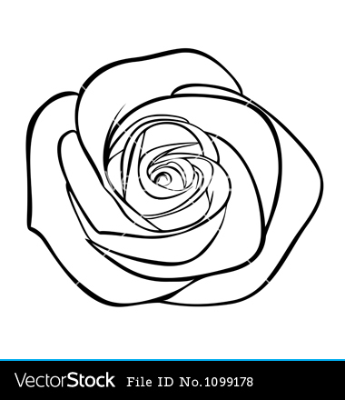 White Rose Vector