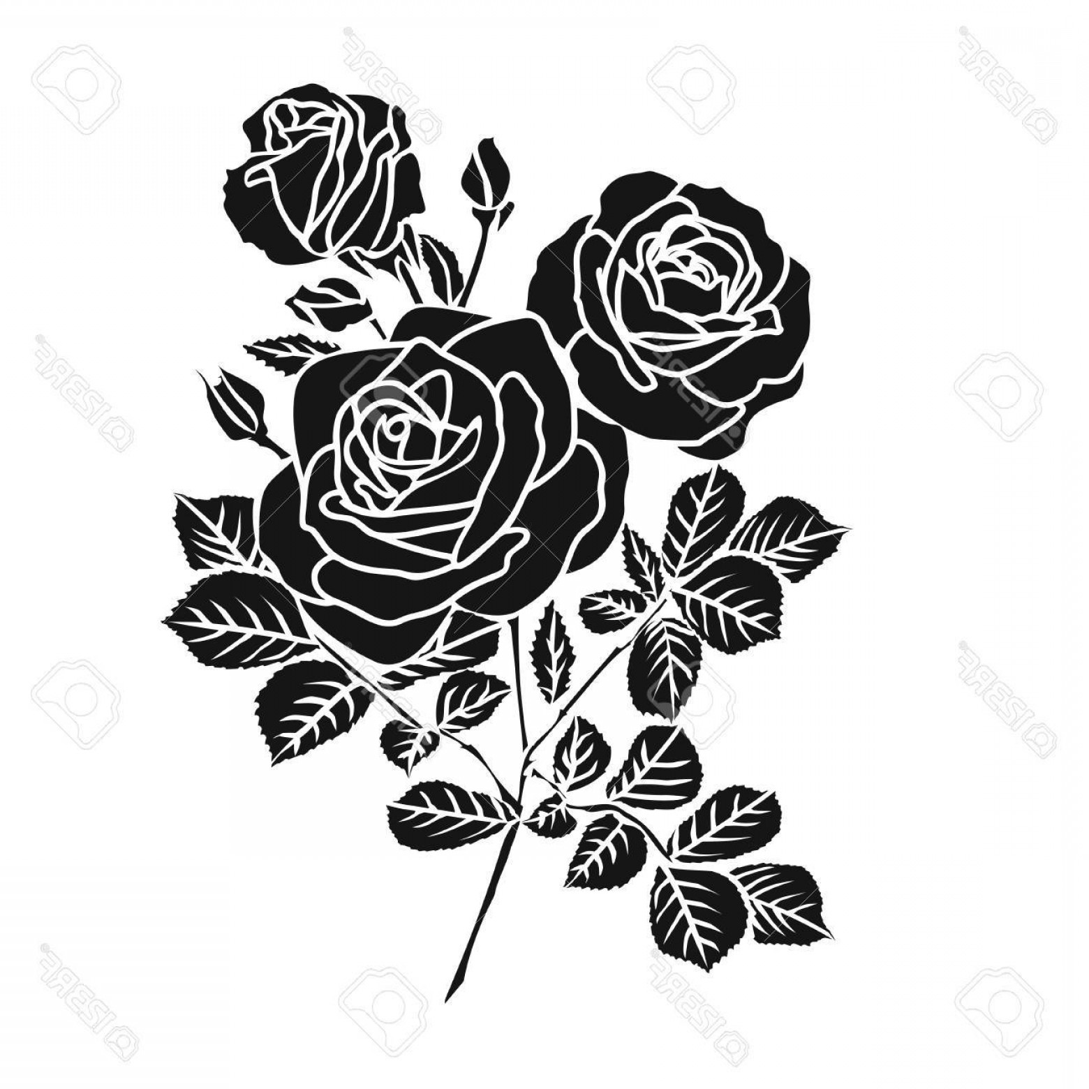 Photostock Vector Silhouette Of Rose Vector Illustration 1560x1560 Photostock Vector Silhouette Of Rose Vector Illustration