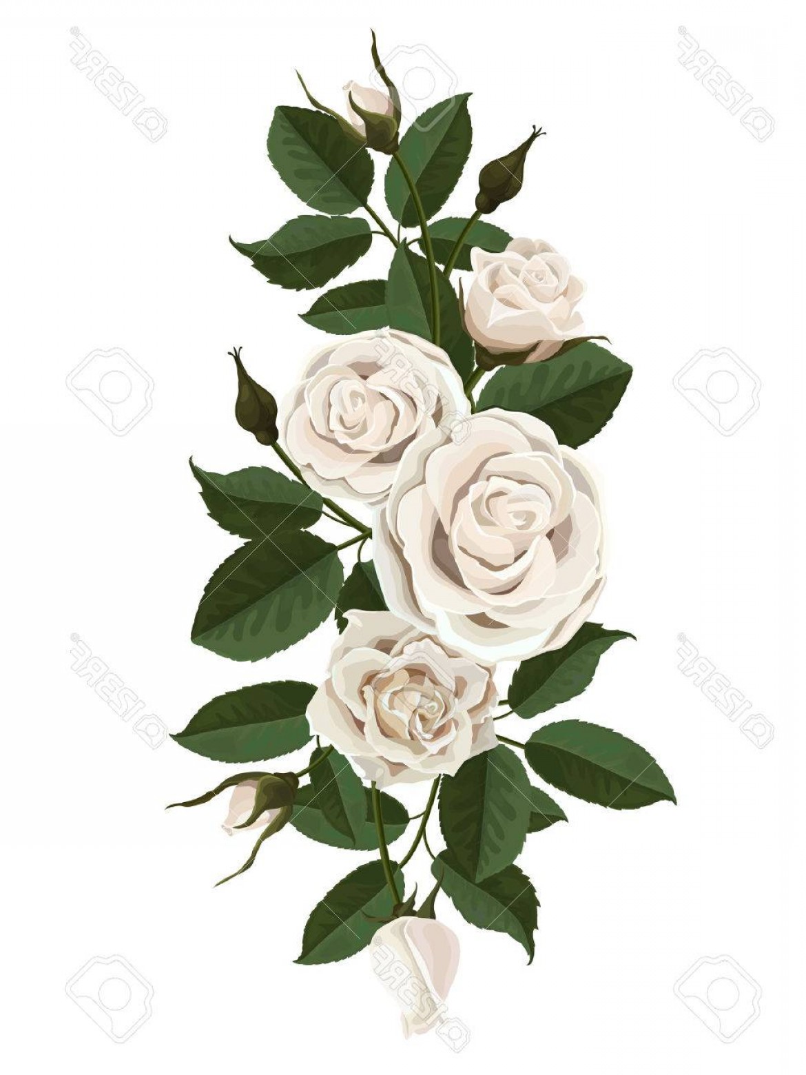 Photostock Vector White Roses Flowers Buds And Leaves Vector 1170x1560 Photostock Vector White Roses Flowers Buds And Leaves Vector