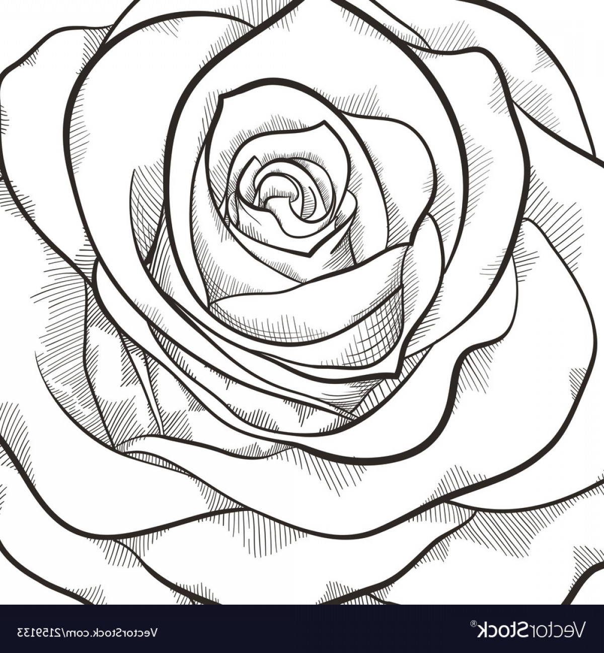Background With Beautiful Black And White Rose Vector Soidergi 1200x1296 Background With Beautiful Black And White Rose Vector Soidergi