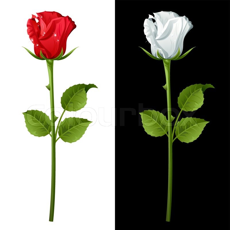 Set From Red And White Roses Stock Vector Colourbox 800x800 Set From Red And White Roses Stock Vector Colourbox