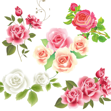 White Rose Png, Vector, And Clipart With Transparent 360x360 White Rose Png, Vector, And Clipart With Transparent