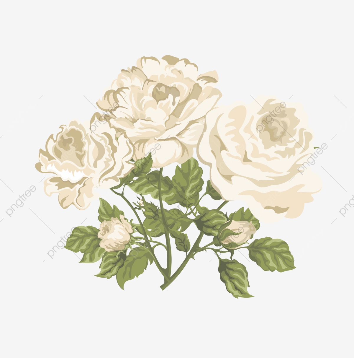 White Rose Vector, Flowers, Rose, Wattercolor Png And Vector 1200x1212 White Rose Vector, Flowers, Rose, Wattercolor Png And Vector