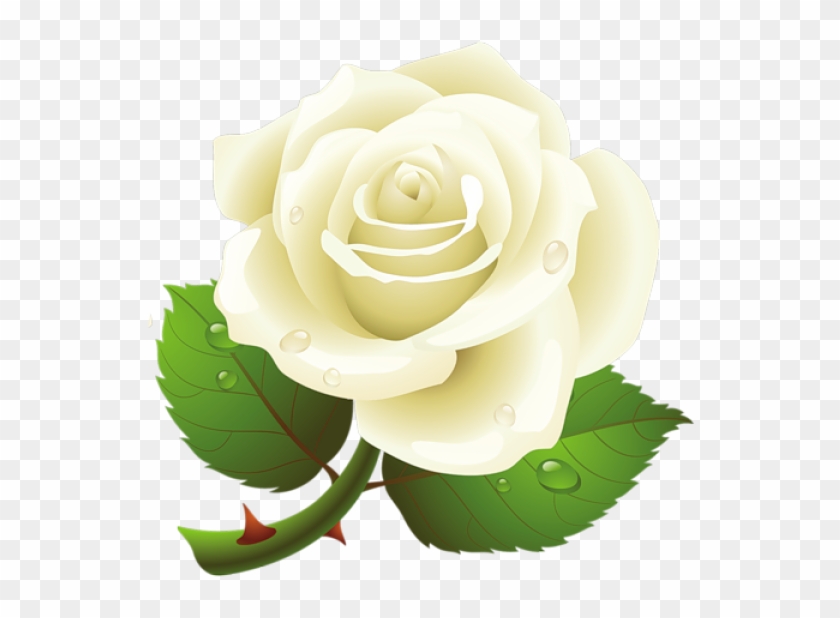 White Rose Vector at Vectorified.com | Collection of White Rose Vector