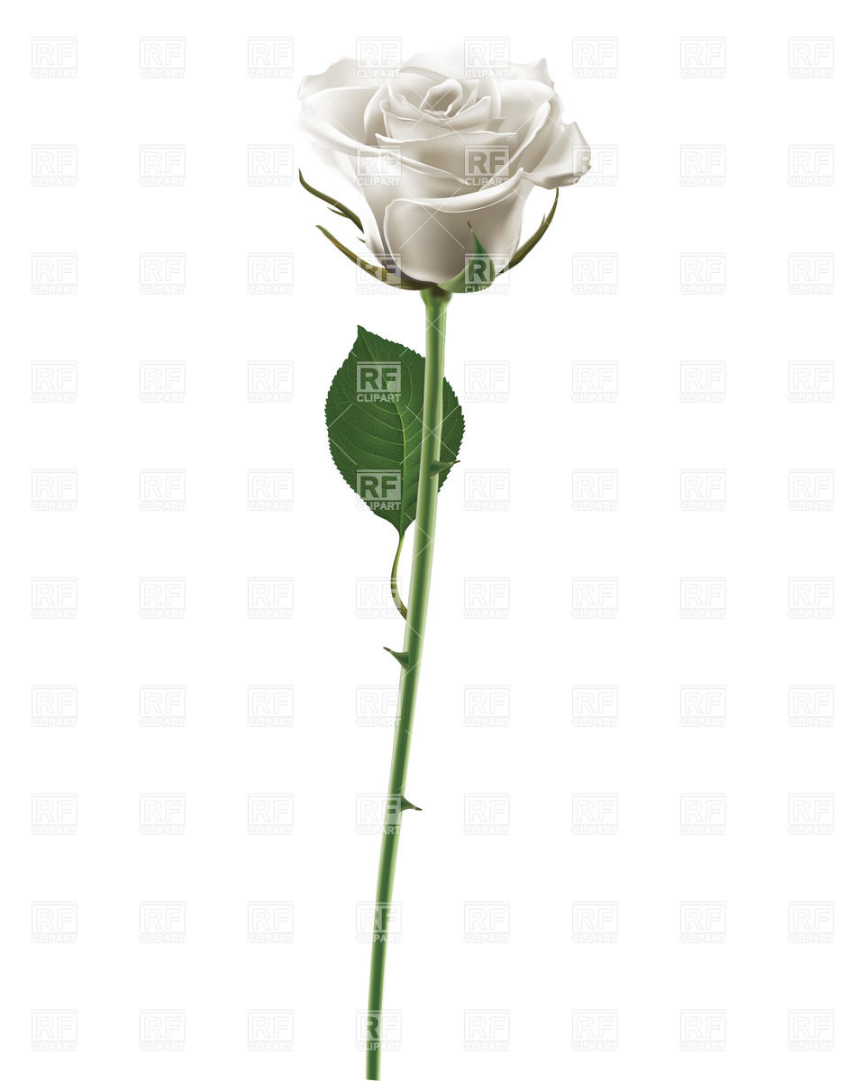 White Rose Isolated On White Vector Image Of Plants And Animals 960x1200 White Rose Isolated On White Vector Image Of Plants And Animals
