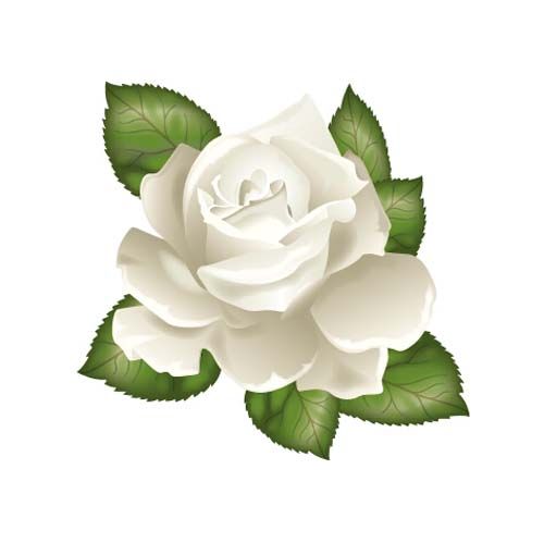 White Rose With Green Leaves Vector Psp White Roses, Clip Art 500x499 White Rose With Green Leaves Vector Psp White Roses, Clip Art