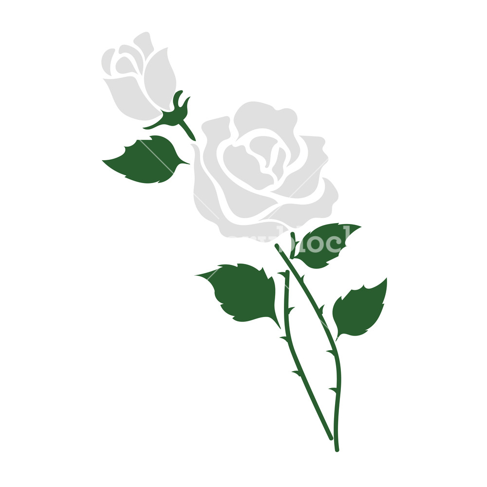 Nature Flower White Rose, Vector Botanic Garden Floral Leaf Plant 1000x1000 Nature Flower White Rose, Vector Botanic Garden Floral Leaf Plant