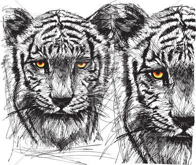 Sketch Of White Tiger Vector Image Of Plants And Animals 400x337 Sketch Of White Tiger Vector Image Of Plants And Animals