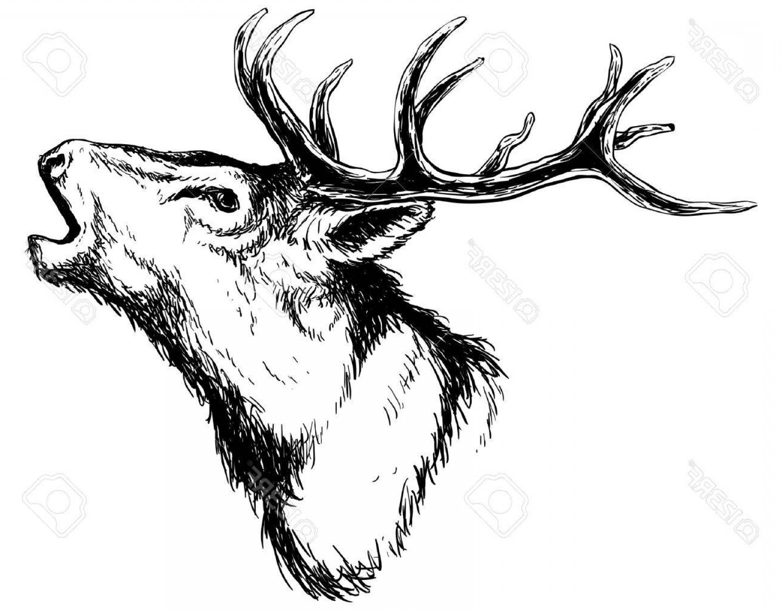 1560x1218 Photostock Vector Hand Drawn Image Of Big White Tail Buck Head