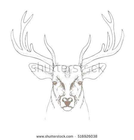 450x470 How To Draw A Deer Head Step