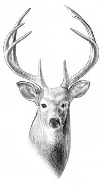 213x380 Sketch Of A Buck's Head More Humane Than Shooting Camper