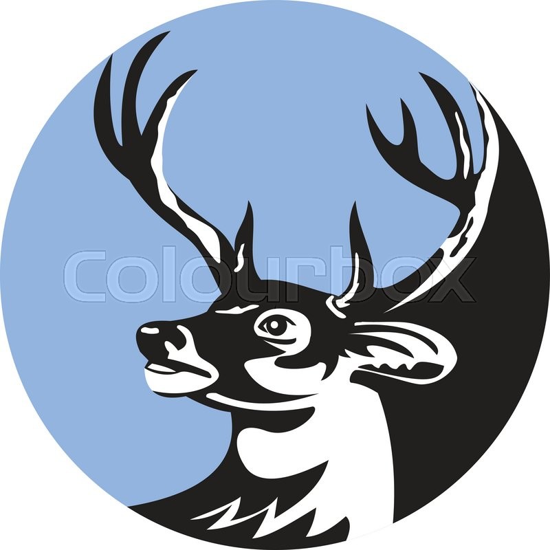 800x800 Illustration Of A Whitetail Deer Buck Stock Vector Colourbox