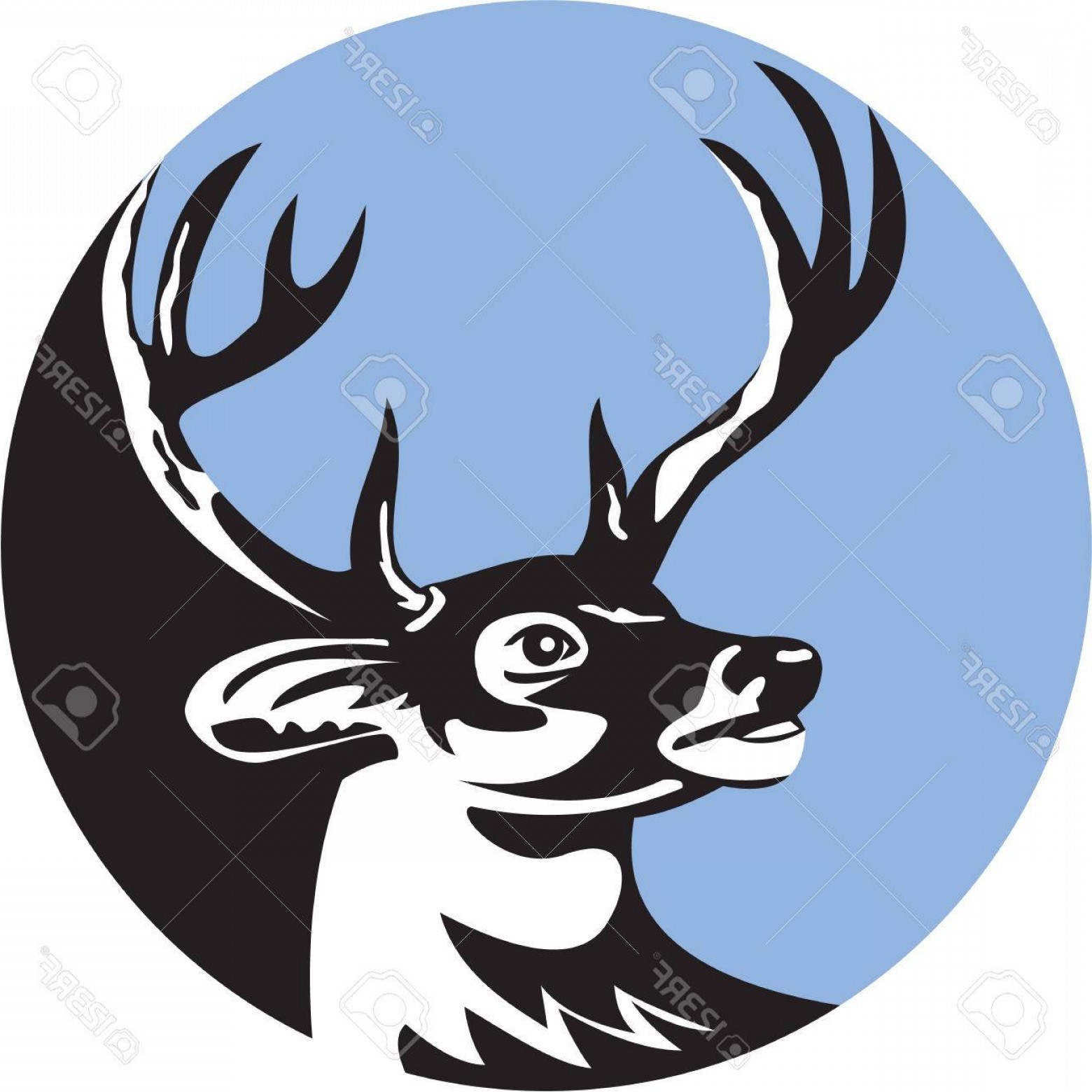 1560x1560 Photostock Vector Illustration Of A Whitetail Deer Buck Stag Head