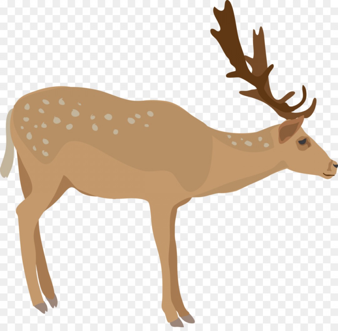 1080x1056 Png White Tailed Deer Clip Art Deer Vector Catchsplace