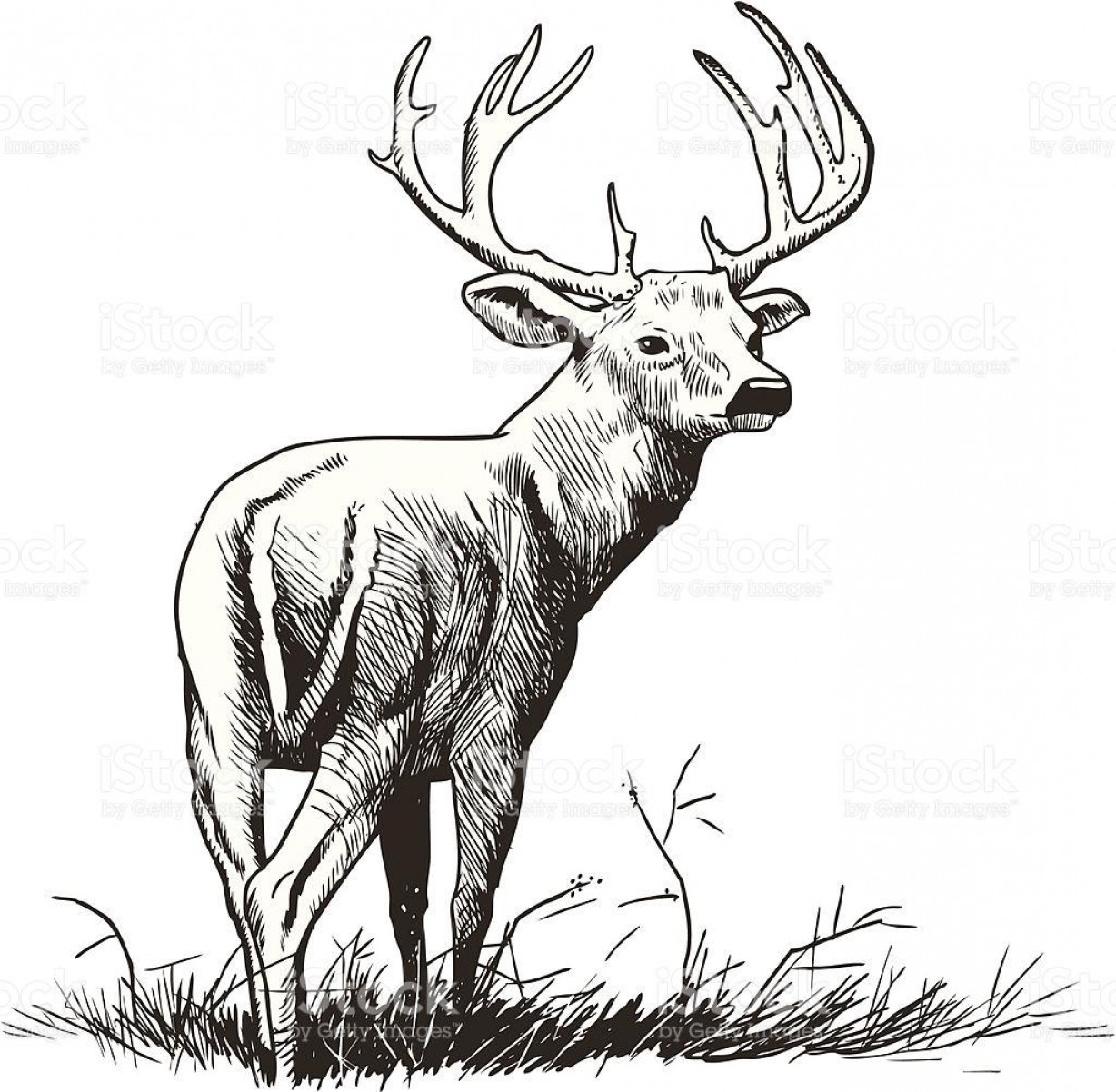 1228x1202 Unique Whitetail Deer Illustration Vector Photos Soidergi