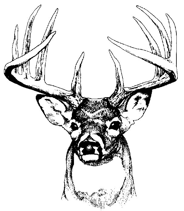 607x697 Whitetail Deer Clipart