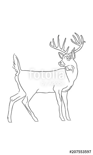 300x500 White Tailed Deer Stock Image And Royalty Free Vector