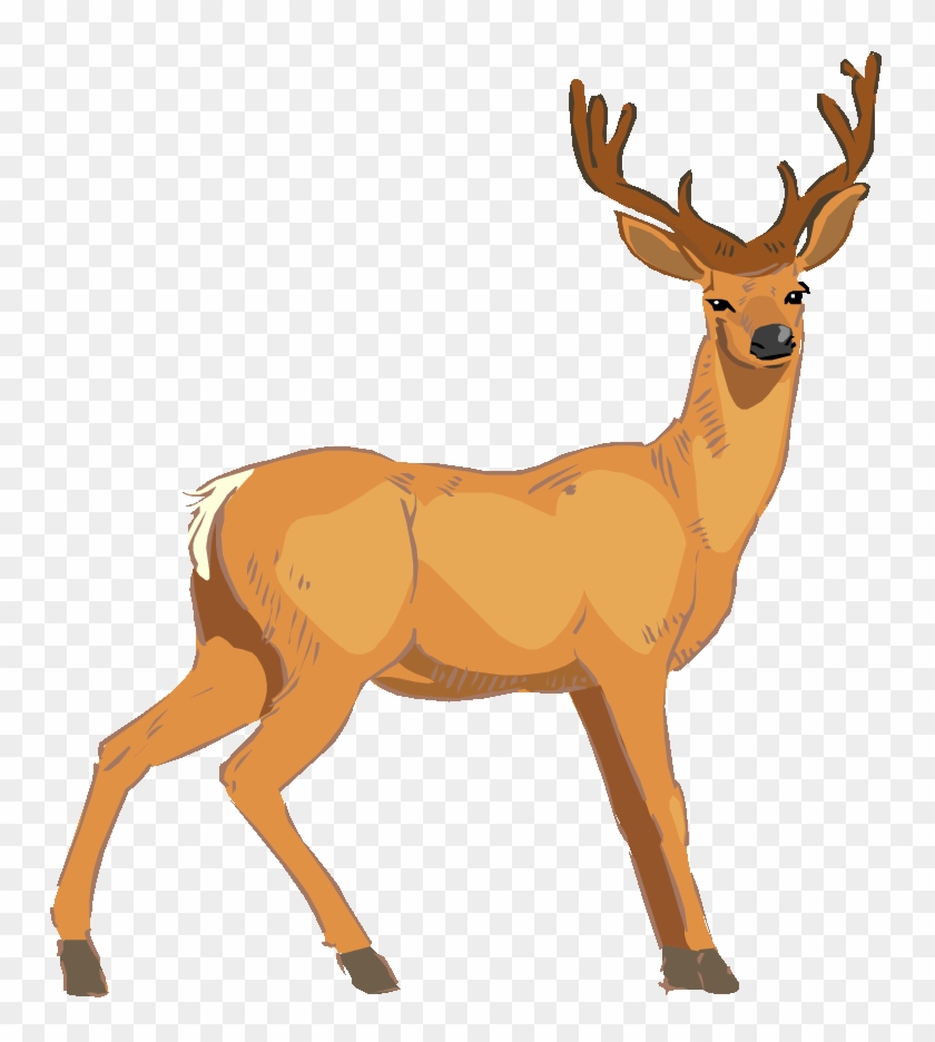 840x936 White Tailed Deer Clipart Vector