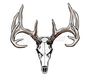 380x326 Whitetail Deer Skull And Antlers Stock Vector Art More Images