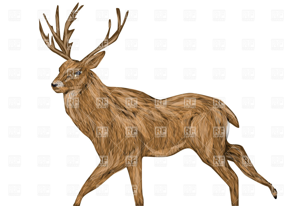 1200x849 Whitetail Buck Isolated On A White Background Vector Image