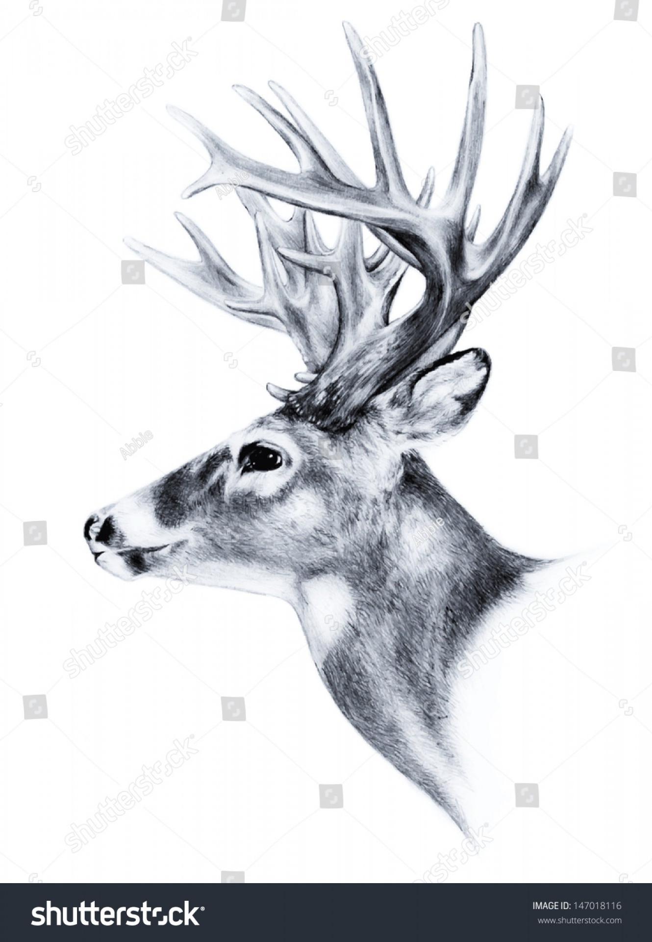 1330x1920 Best Free Whitetail Deer Pencil Drawings Vector Photos Vector