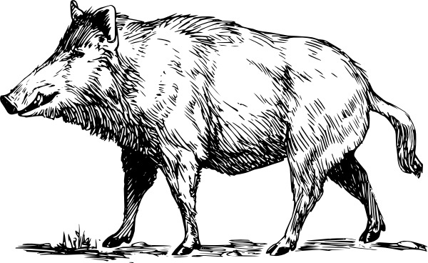Vector Boar For Free Download 600x368 Vector Boar For Free Download