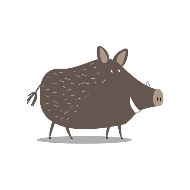 Wild Boar Vectors, Photos And Free Download 626x626 Wild Boar Vectors, Photos And Free Download