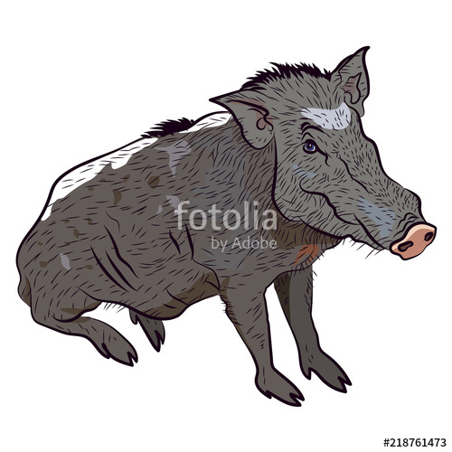 Wild Boar Vector Isolated Illustration Stock Image And Royalty 500x500 Wild Boar Vector Isolated Illustration Stock Image And Royalty