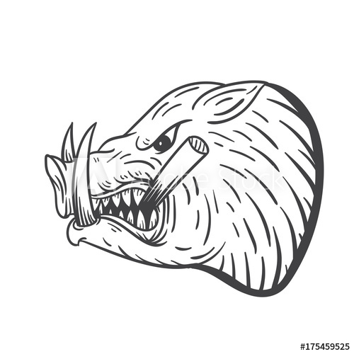 Wild Boar Vector Illustration 500x500 Wild Boar Vector Illustration