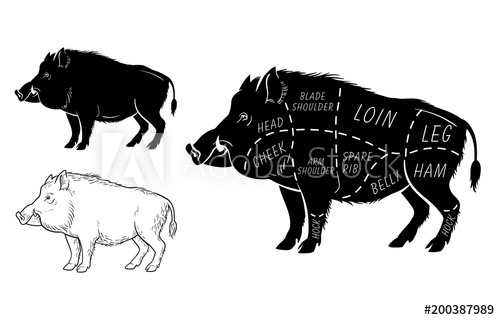 Wild Hog, Boar Game Meat Cut Diagram Scheme 500x320 Wild Hog, Boar Game Meat Cut Diagram Scheme