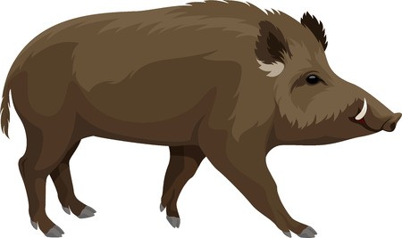 Vector Wild Hog Boar Mascot Royalty Free Vector Graphics 450x267 Vector Wild Hog Boar Mascot Royalty Free Vector Graphics