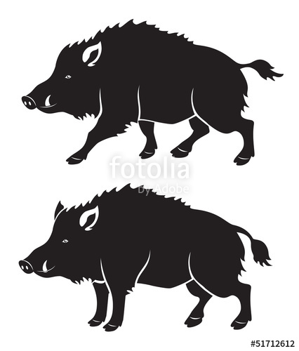 Wild Boar Stock Image And Royalty Free Vector On Fotolia 426x500 Wild Boar Stock Image And Royalty Free Vector On Fotolia