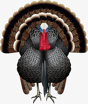 310x365 Turkey Paper Sticker On Stylish Background Vector