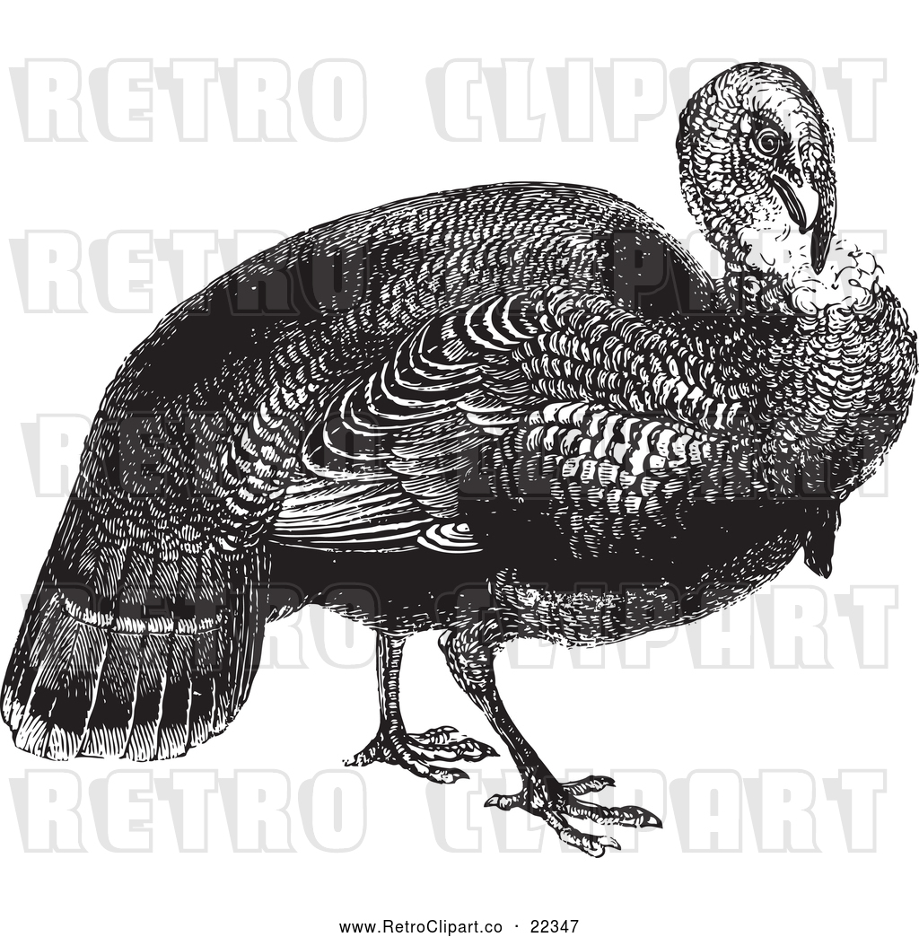 1024x1044 Vector Clip Art Of Retro Wild Turkey