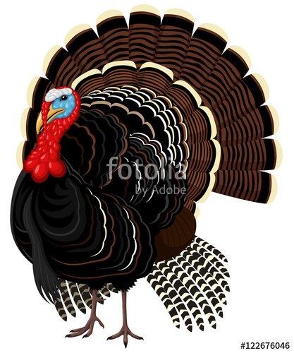 417x500 Vector Illustration Of A Male Wild Turkey Stock Image