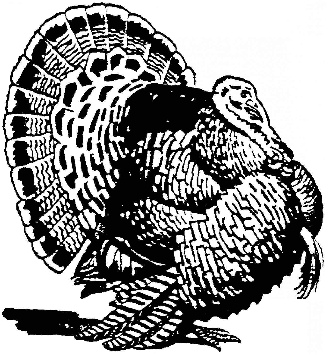 Wild Turkey Vector at Vectorified.com | Collection of Wild Turkey