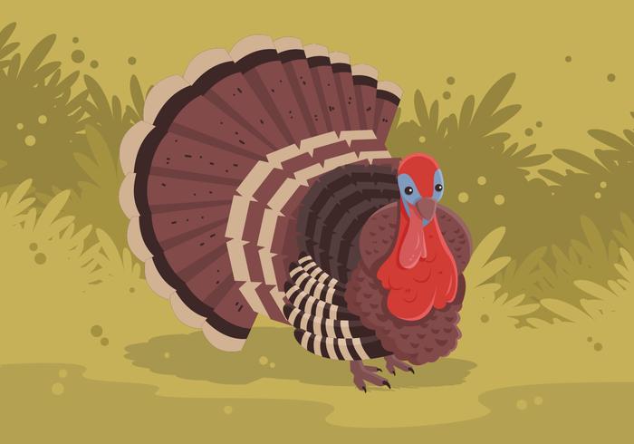 700x490 Wild Turkey Vector Illustration Stock Images